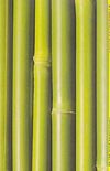 A parbola do bambu