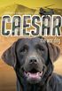Caesar the War Dog (English Edition)