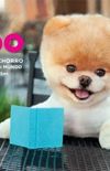 Boo: A Vida do Cachorro mais Fofo do Mundo