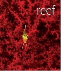  Reef 